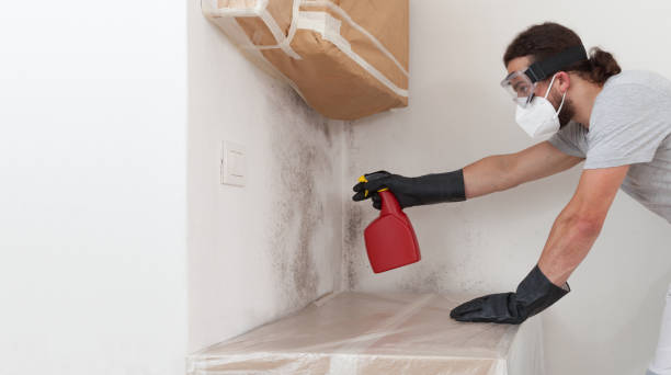 Professional Black Mold Removal technician working in Oldtown, MD